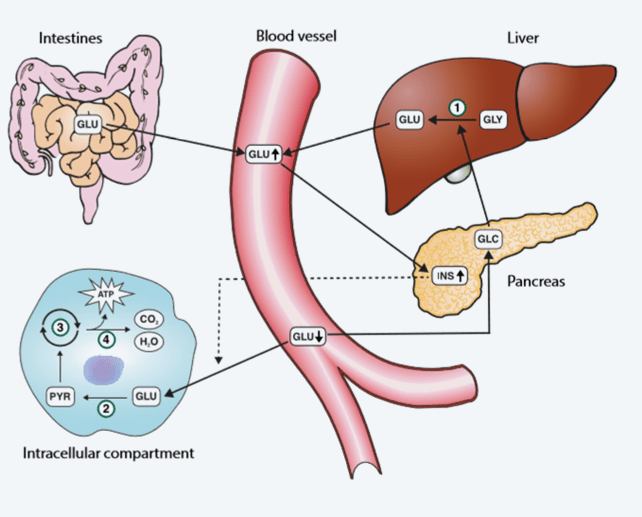 Concept De Maladie Du Diabète Ou Valeurs élevées De Glucose Ou De